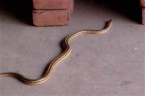家附近有蛇怎麼辦